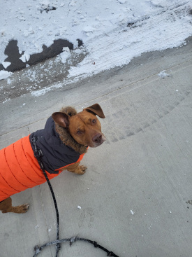 small dog wearing coat