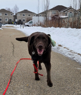 Long lead sniffing