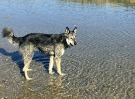 Medium dog river